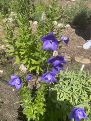 Platycodon