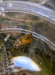 Lathronympha strigana