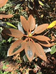 Rhododendron pachysanthum