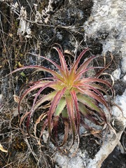 Deuterocohnia