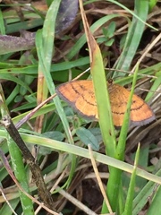 Idaea flaveolaria