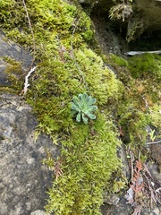 Saxifraga paniculata