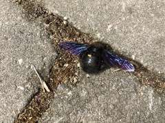Xylocopa