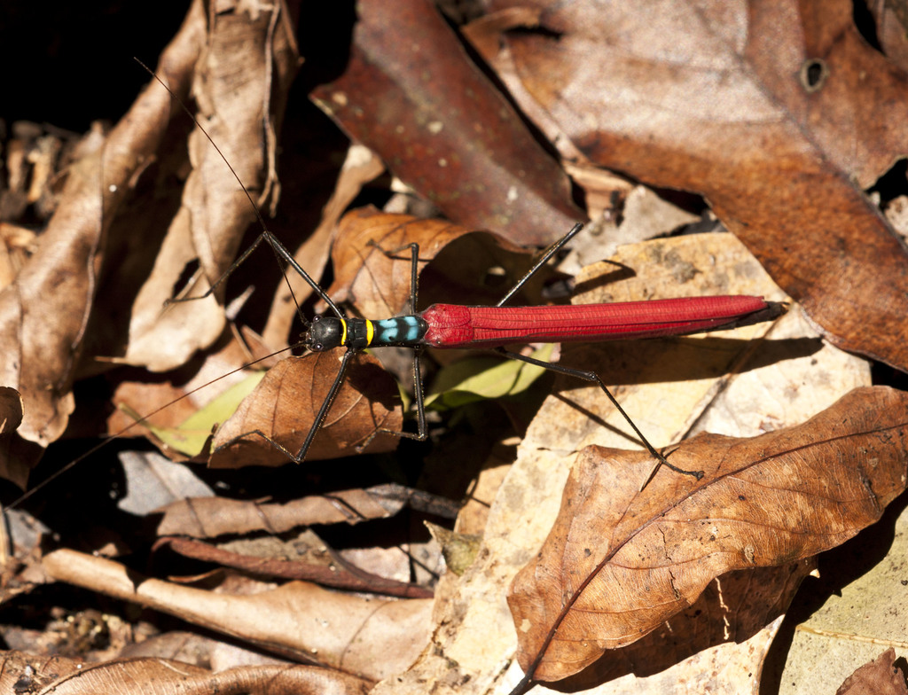 Picasso Stick Insect