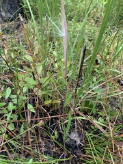 Asclepias pedicellata