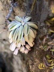 Peperomia asperula