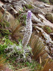 Lupinus alopecuroides