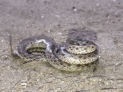 Hypsiglena ochrorhynchus