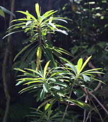 Euphorbia mellifera