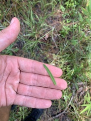 Asclepias pedicellata