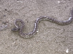 Hypsiglena ochrorhynchus