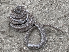 Hypsiglena ochrorhynchus