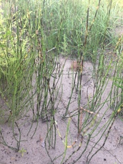 Equisetum ramosissimum
