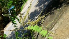 Apoplanesia paniculata