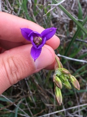 Brodiaea kinkiensis