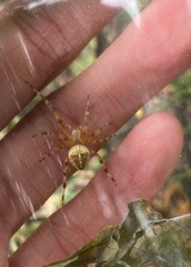 Araneus diadematus
