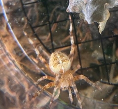 Araneus diadematus
