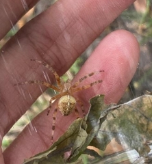 Araneus diadematus