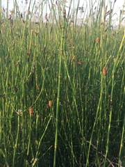 Equisetum ramosissimum