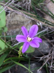 Brodiaea kinkiensis
