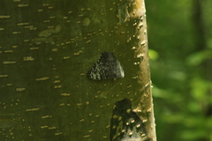 Hamadryas glauconome