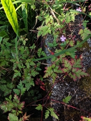 Geranium robertianum