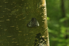 Hamadryas glauconome