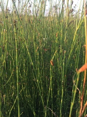 Equisetum ramosissimum