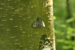 Hamadryas glauconome