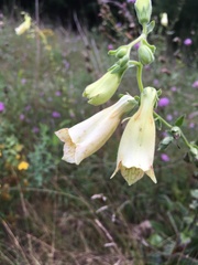 Digitalis grandiflora