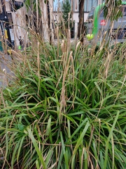 Carex pendula