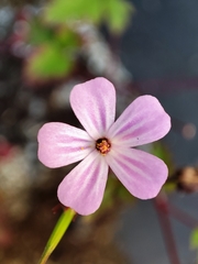 Geranium robertianum