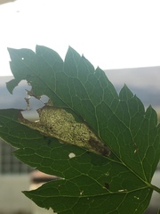 Phytomyza actaeivora