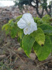 Mirabilis jalapa