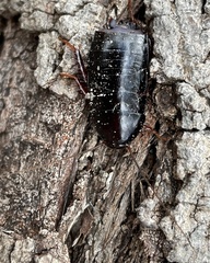 Pseudoderopeltis