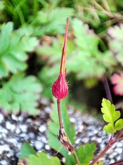 Geranium robertianum