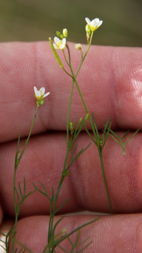 Image of Heliophila minor by (c) Tony Rebelo, some rights reserved (CC BY-SA)