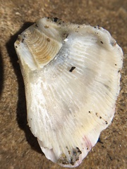 Balanus trigonus