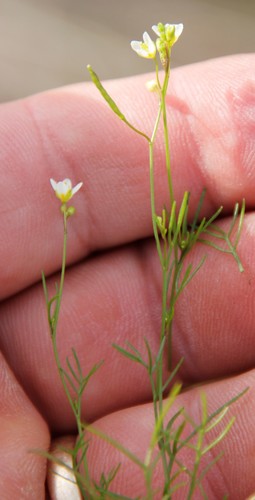 Image of Heliophila minor by (c) Tony Rebelo, some rights reserved (CC BY-SA)