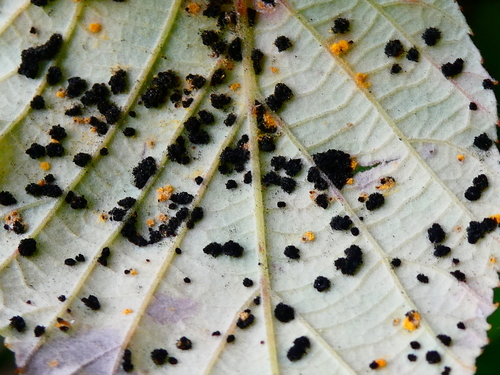 Rubus rust