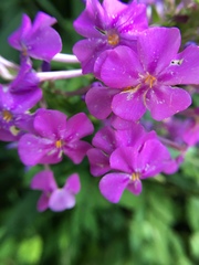 Phlox carolina