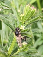 Bibio albipennis