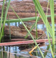 Lithobates chiricahuensis