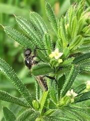 Bibio albipennis