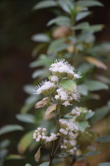 Ageratina glabrata