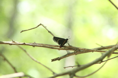Mysoria affinis