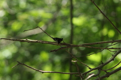 Mysoria affinis