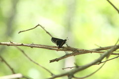 Mysoria affinis