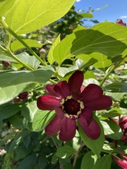 Calycanthus