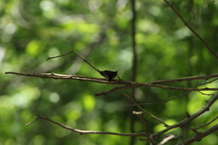 Mysoria affinis